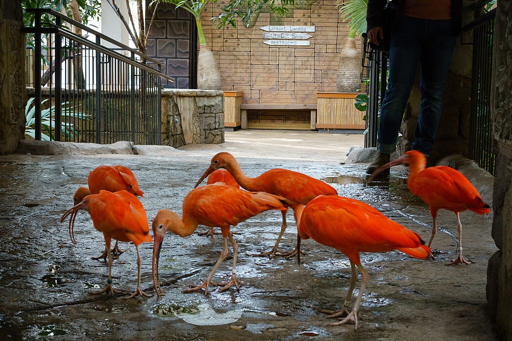 Colourful birds wade in shallow water at Niagra Falls' Bird Kingdom