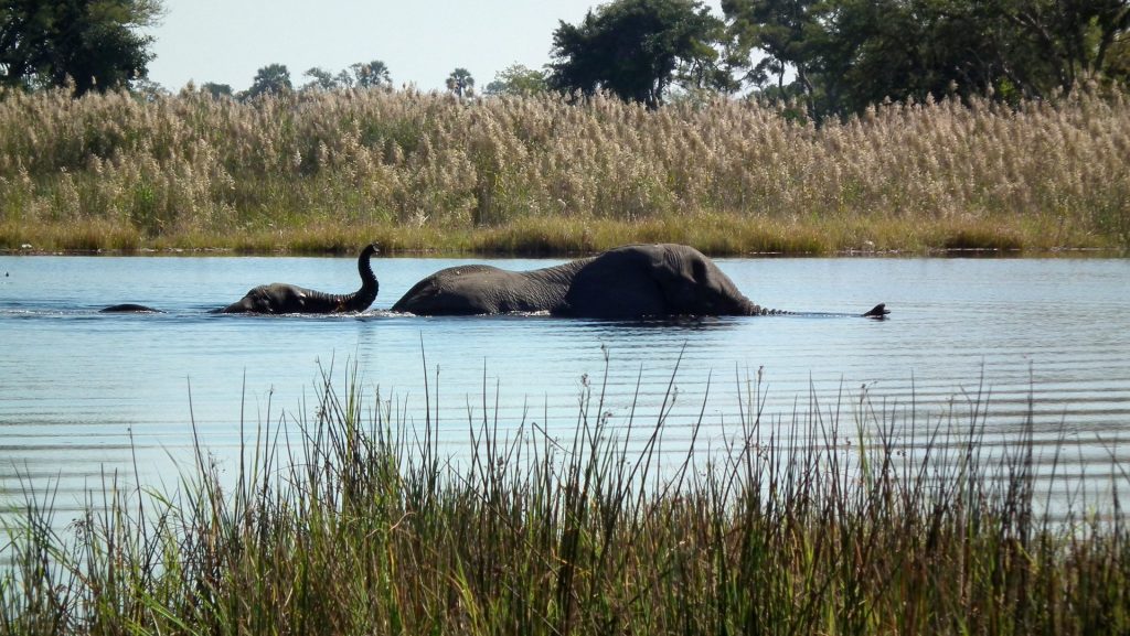 elephants in the water