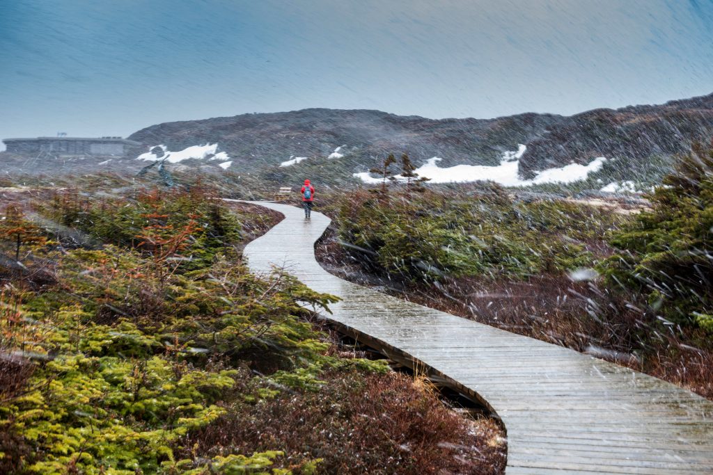 A hiker in a red jacker walks along a wooden boardwalk in the blowing weather In Newfoundland