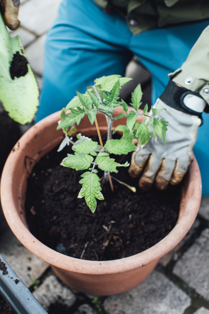 A small tomato plant is placed in a clay pot by a gloved gardener