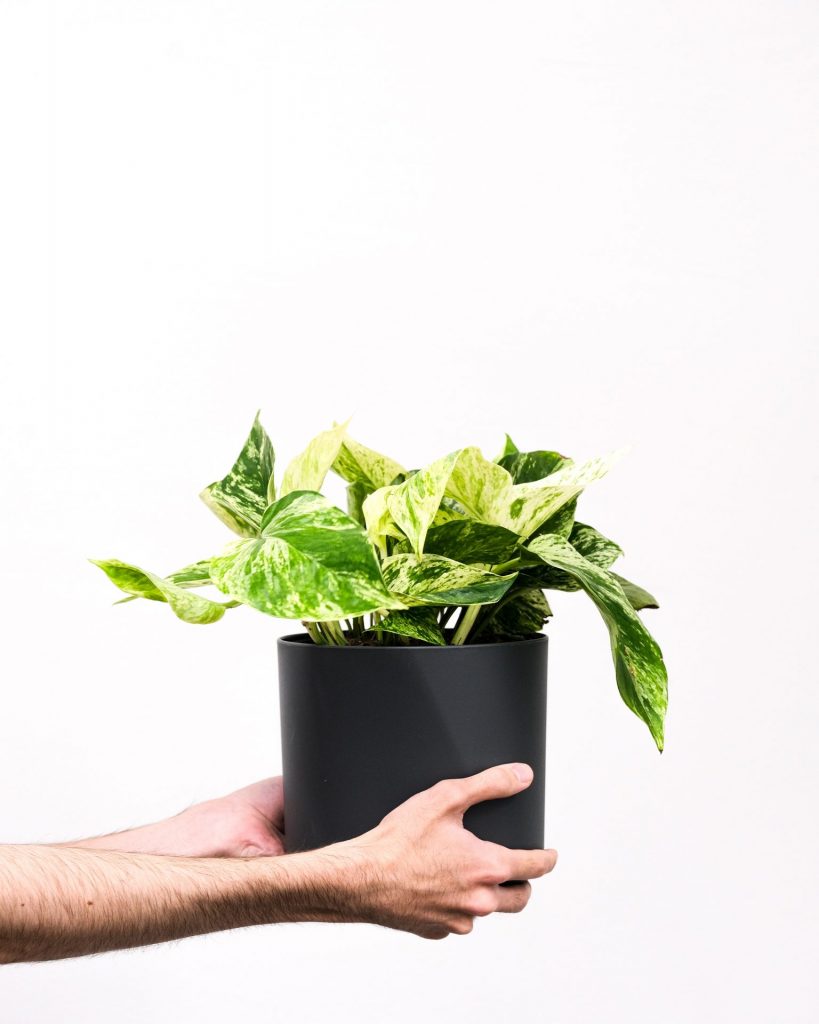 pothos plant