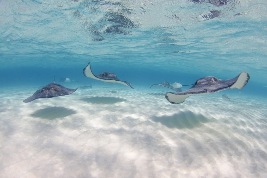 Stingray's swim through the Caribbean sea at Stingray City Sandbar