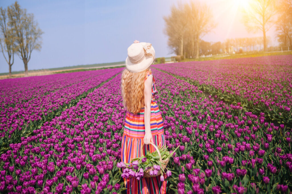 Netherlands tulips