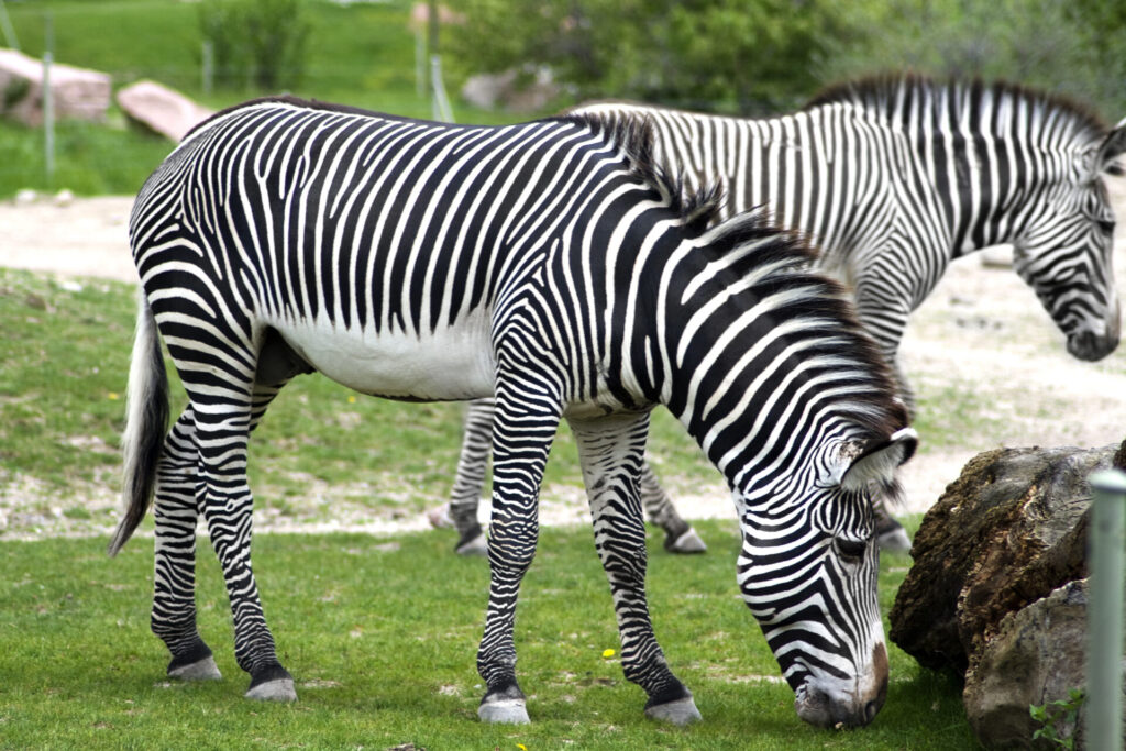 zebras