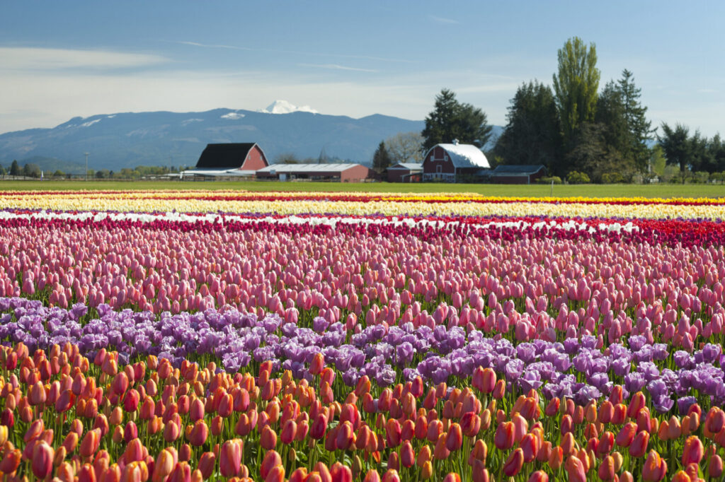 Skagit Valley tulips