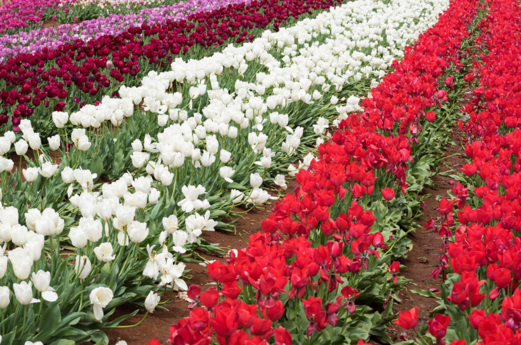 Colourful Tulips