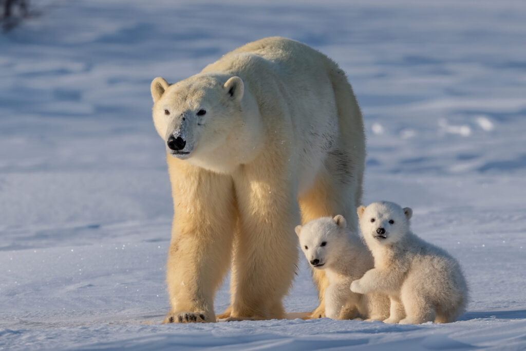 Polar bears