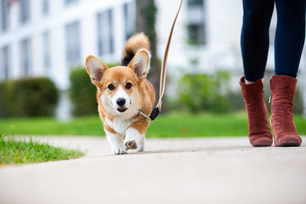 woman walking corgi