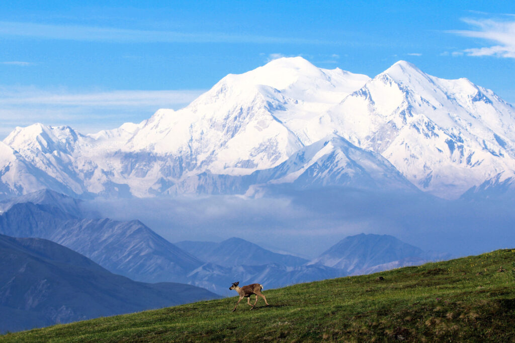 Caribou in Alaska