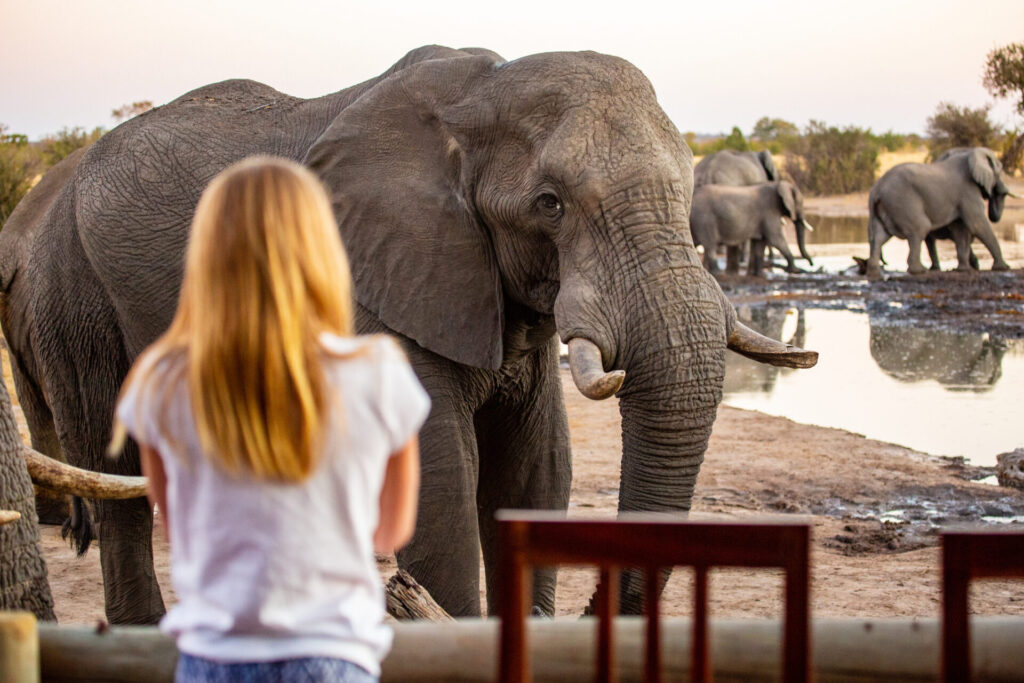 Close up of African Elephant