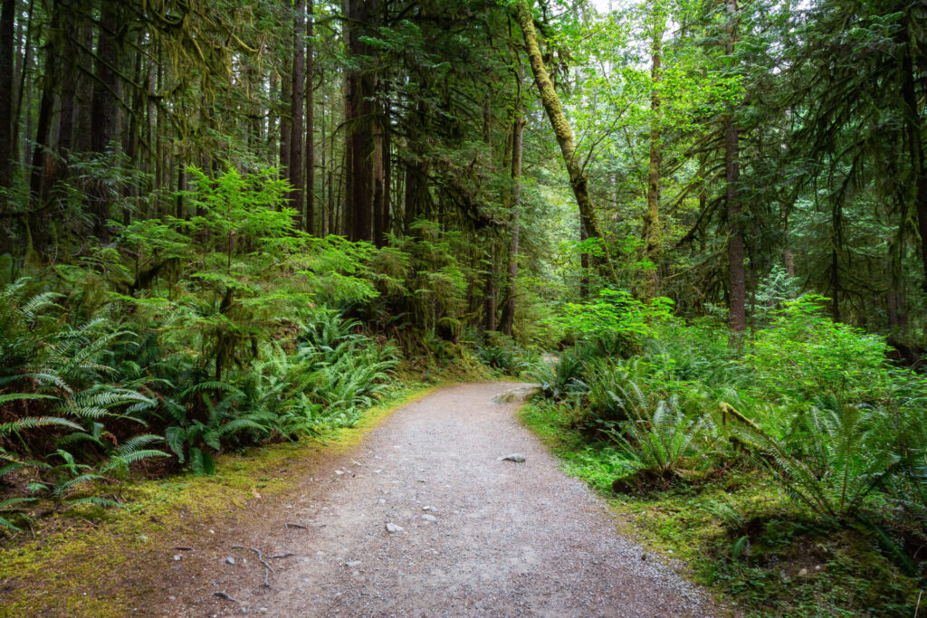 Path in the Green Rain Forest during a summer day