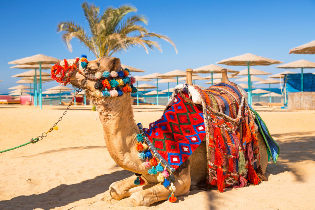 Camel resting in shadow