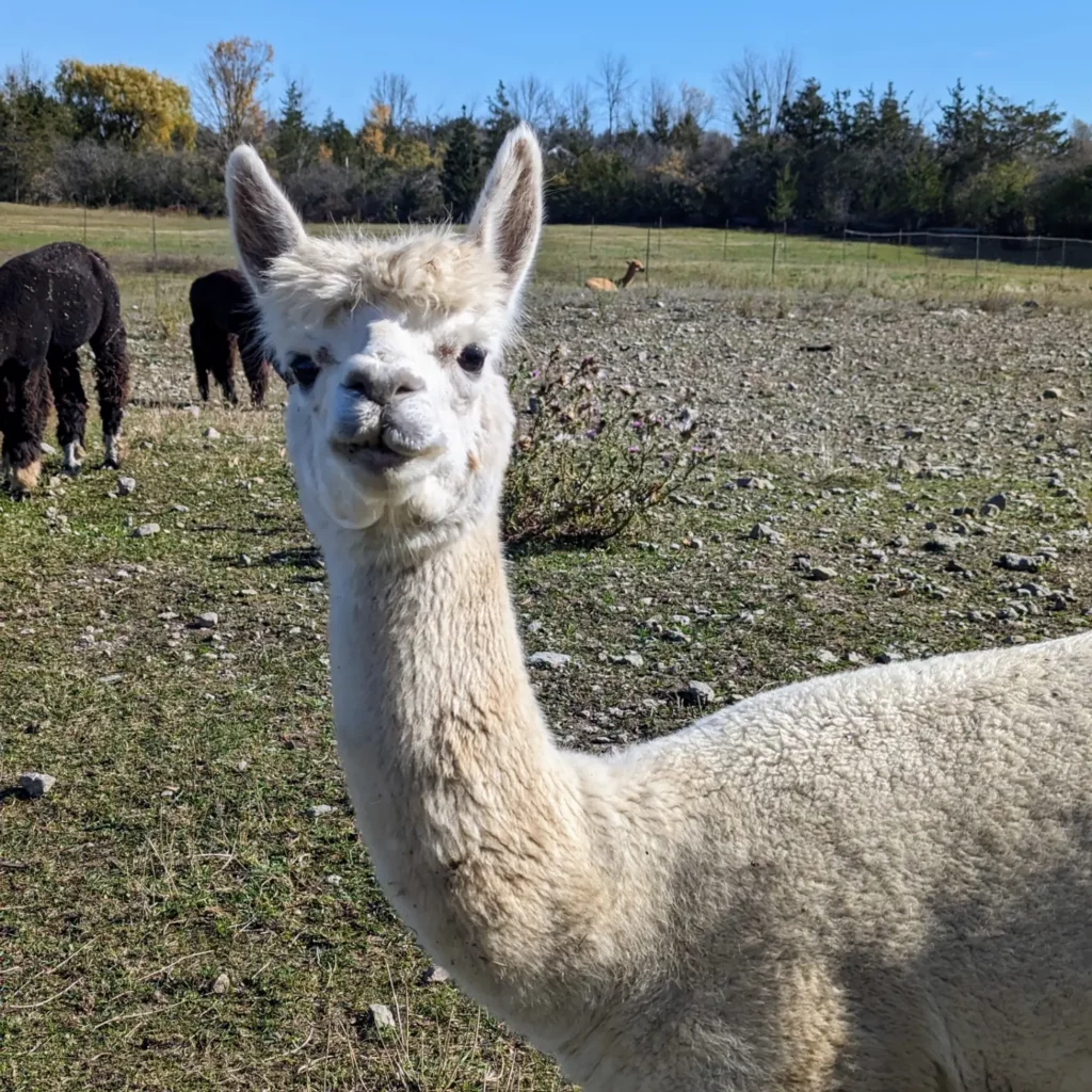 Alpaca