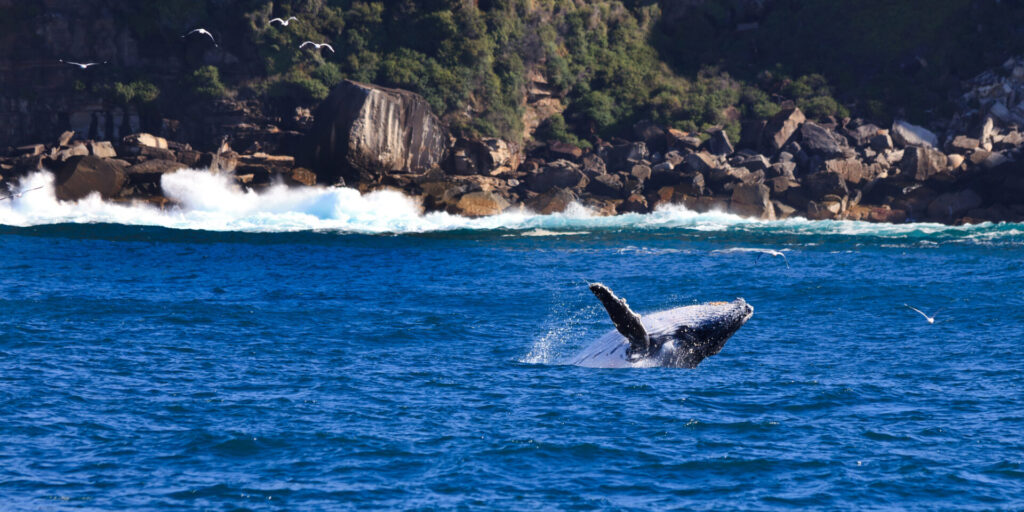 Whale watching between Warrnambool and Portland