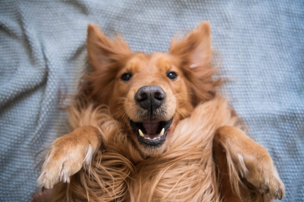 Cute golden Hound, indoor shooting