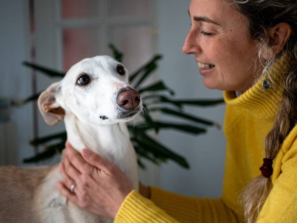 female petting an endearing greyhound dog