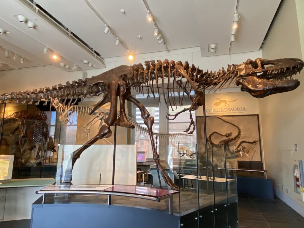 Full dinosaur skeleton