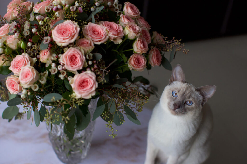 Portrait of funny domestic kitten.