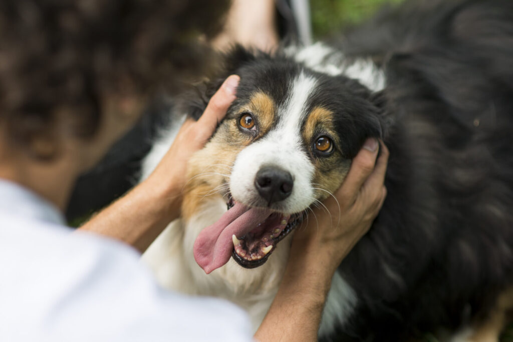 person holding happy dog