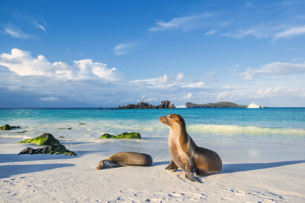 Galapagos sea lion